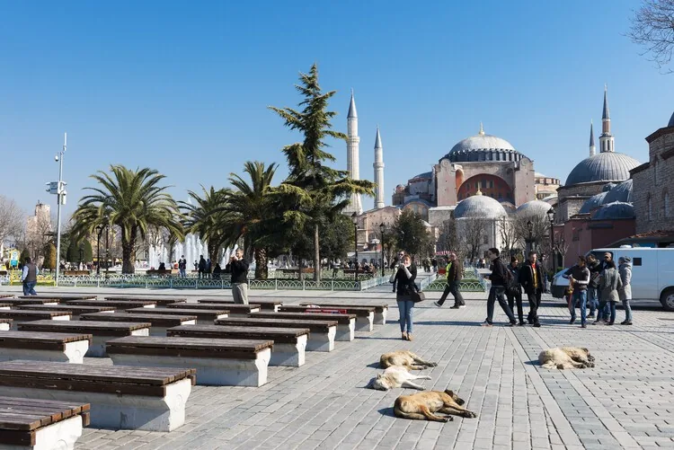 Sokaklar Artık Sadece Bizim Değil: İnsanötesi Mimarlık