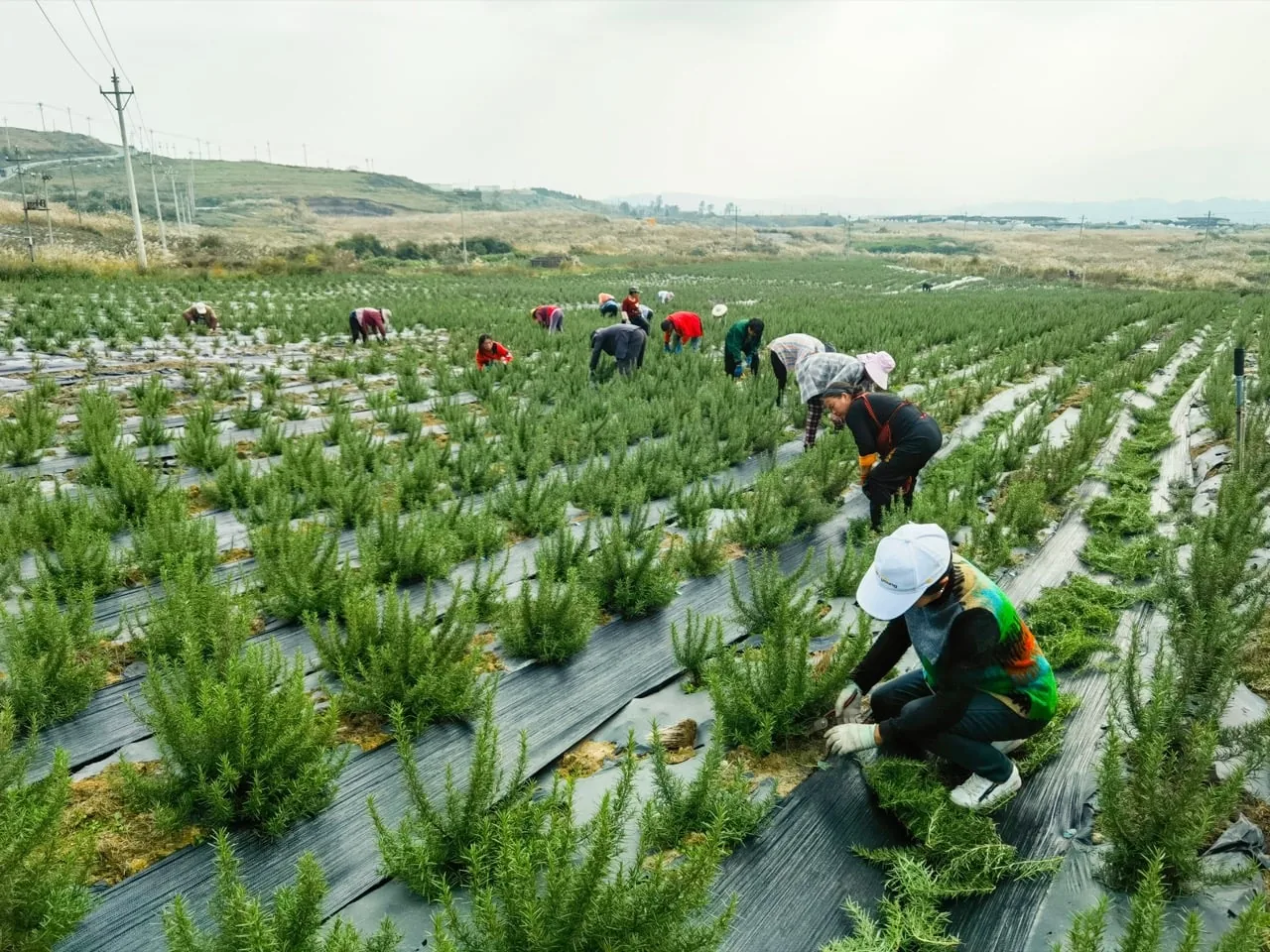 Biberiye Atığından Köpüksüz Ambalaj: Kokulu ve Çevreci